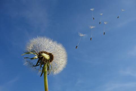 photo of dandelion against a blue sky, with seeds floating away
