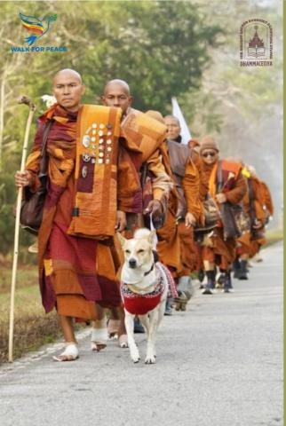 a line of monks in orange walking down a road