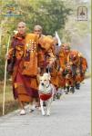 a line of monks in orange walking down a road