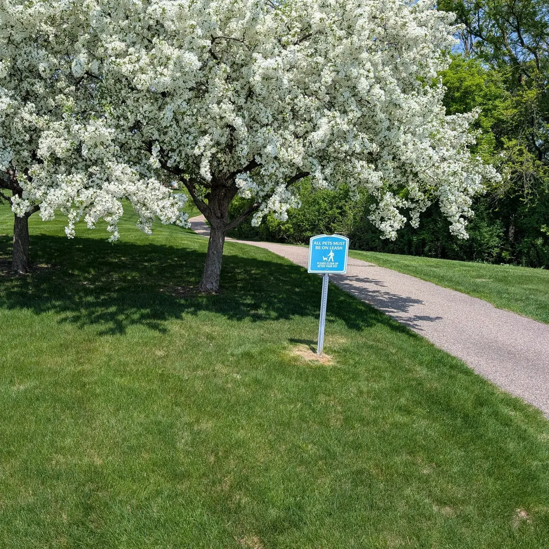 a crabapple tree in blume, with white flowers, next to a bike path