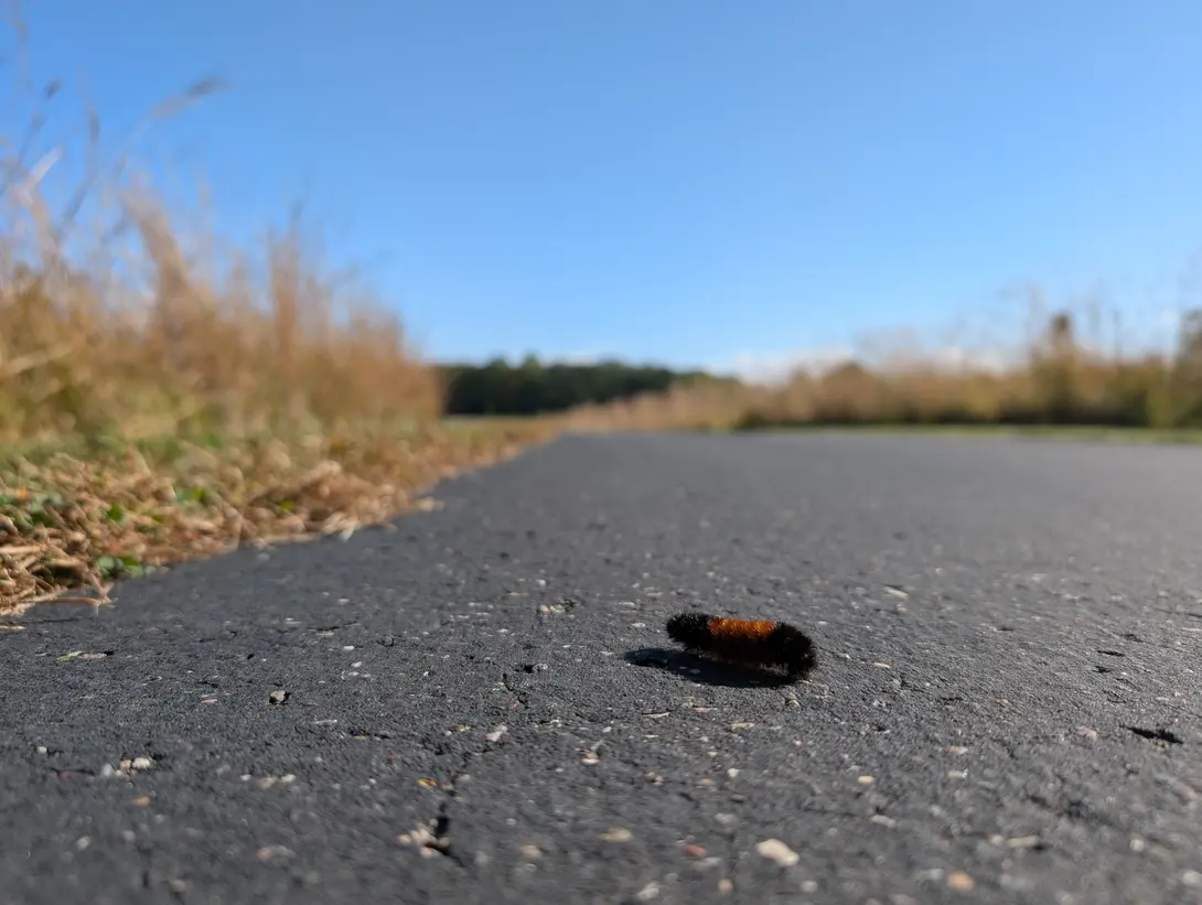 wooly bear on a path with brown grass in the background